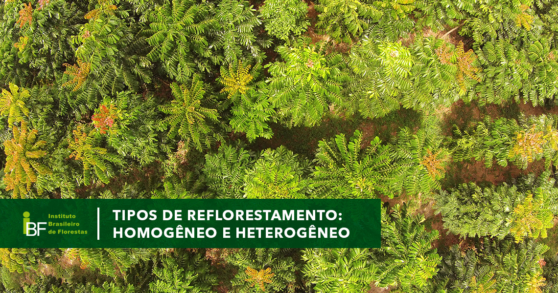 Tipos de reflorestamento: homogêneo e heterogêneo