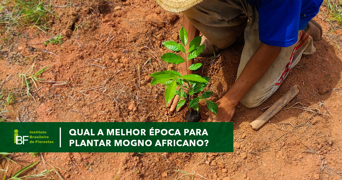 Qual é a melhor época para plantar Mogno Africano?