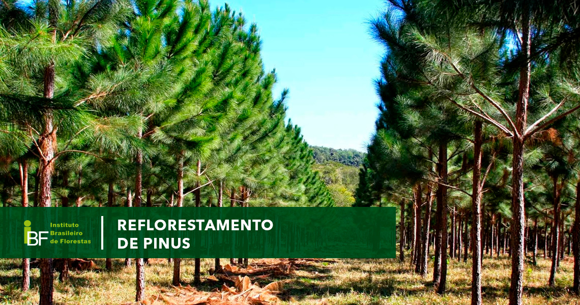 Reflorestamento de Pinus
