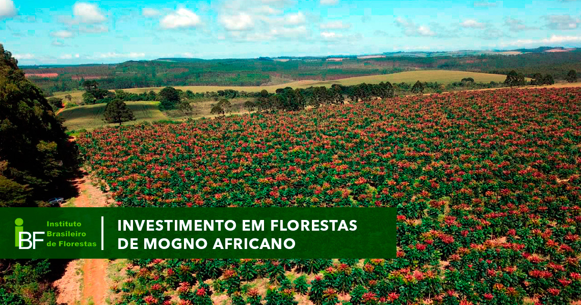 Investimento em florestas de Mogno Africano